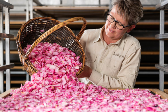 At the Jurlique flower farm in the Adelaide Hills, pink roses are harvested by hand and then dried.