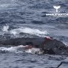 Valiant humpback fights off four-hour orca attack