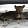 Dingo found with fish hook in lip sparks reminder for Fraser Island tourists