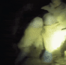 The five villagers found alive in a Laos cave.
