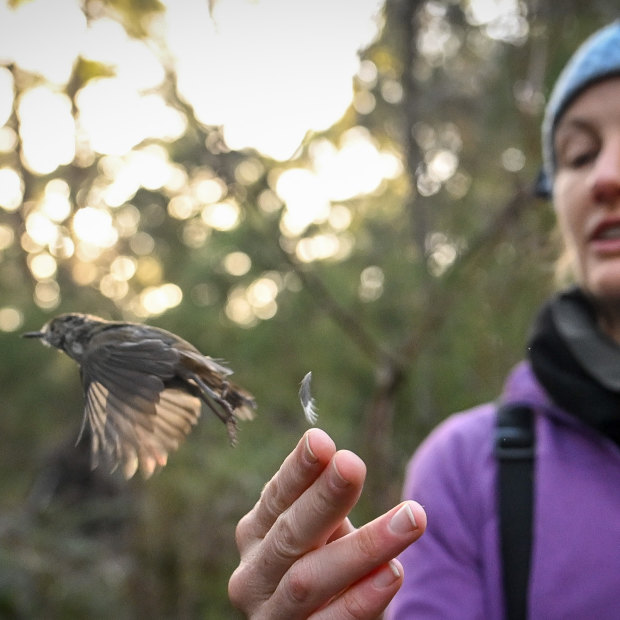 Dr Catherine Young releases a King Island brown thornbill. Young is a member of the Difficult Birds Research Group, based at ANU.