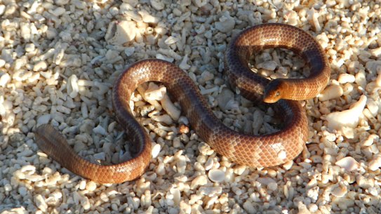 The dusky sea snake.
