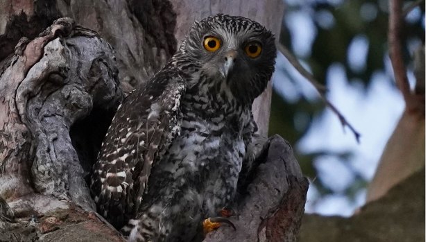 Hoo’s out there: Powerful owls hiding among Brisbane suburbs