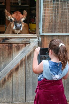 April the Jersey Cow makes a willing model for Animal Photography Day, a popular holiday program at RSPCA Victoria's Education Centre and Barn (Jan 2020).