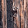 ‘How good were koalas?’: A national treasure in peril