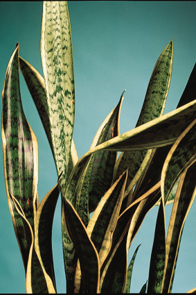 <i>Dracaena trifasciata</i>, or mother-in-law's tongue.