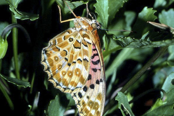 The Australian fritillary is the “most imperilled” Australian butterfly. 