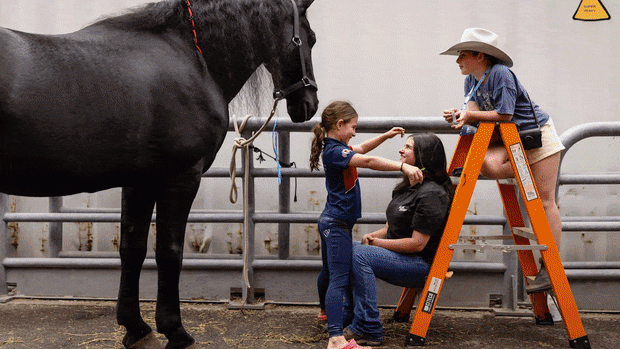 Royal Easter Show gif