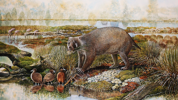 The 'giant wombat' fossil that had to be discovered twice