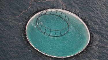 A file photo of the Huon Aquaculture and NSW Department of Primary Industry commercial-size yellowtail kingfish trial site off Port Stephens.