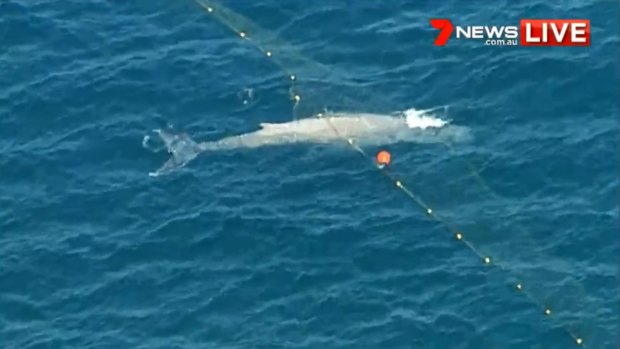 A whale was caught in shark nets in water off Currumbin in Queensland.