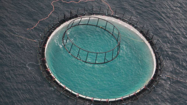 A file photo of the Huon Aquaculture and NSW Department of Primary Industry commercial-size yellowtail kingfish trial site off Port Stephens.