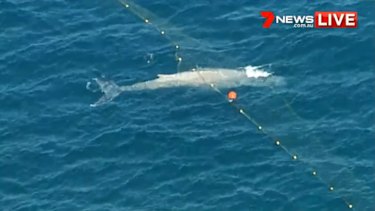 A whale was caught in shark nets in water off Currumbin in Queensland.