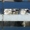 Department of Agriculture refuses to release live export footage