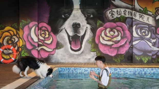 Zhou Tianxiao instructs his border collie, Sylar, to jump into the pool in his mansion in Beijing.