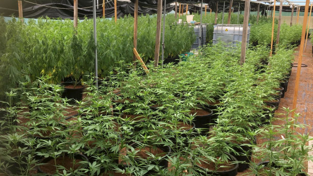 Major cannabis crops like these have been found across Perth and WA in the past 18 months.