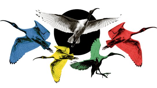 Ibis coloured in red, blue, yellow, green and white.