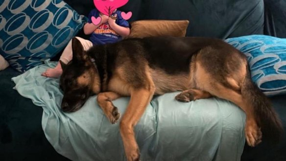 Arnie, a seven-year-old German shepherd, died after being left by his owner in the back of a ute in a case that caused public outrage.