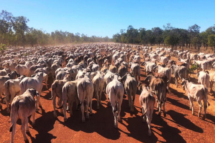 Mutton Hole and Oakland Park (pictured) have a combined carrying capacity of 17,000 cattle.