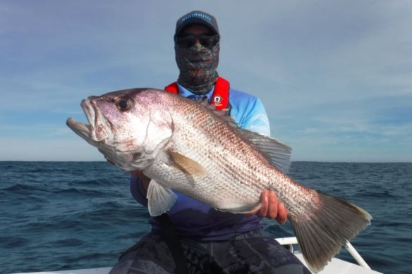 Dhufish are key target species for recreational anglers in WA and are endemic to the state.