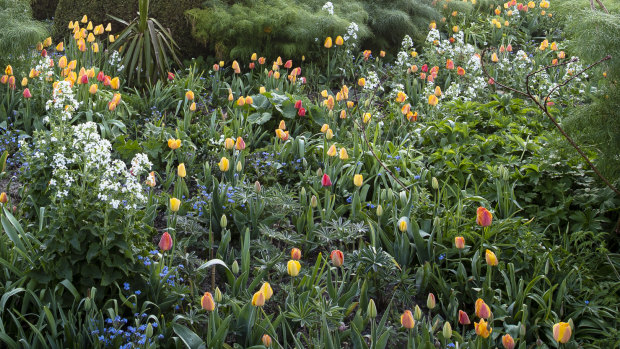 Topiary and tulips at Great Dixter.