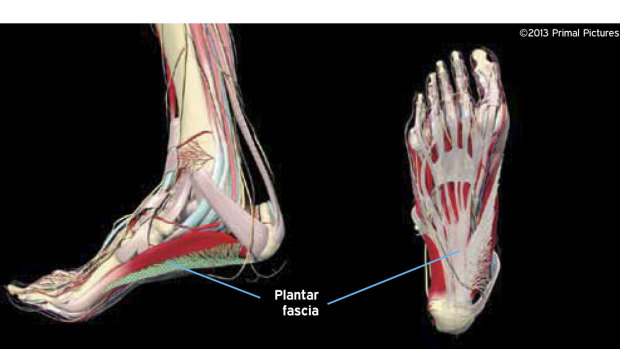 The plantar fascia is indicated in this diagram.