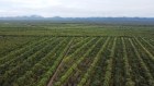 The largest offering is an aggregation of sandalwood plantations in the Burdekin region in Northern Queensland.