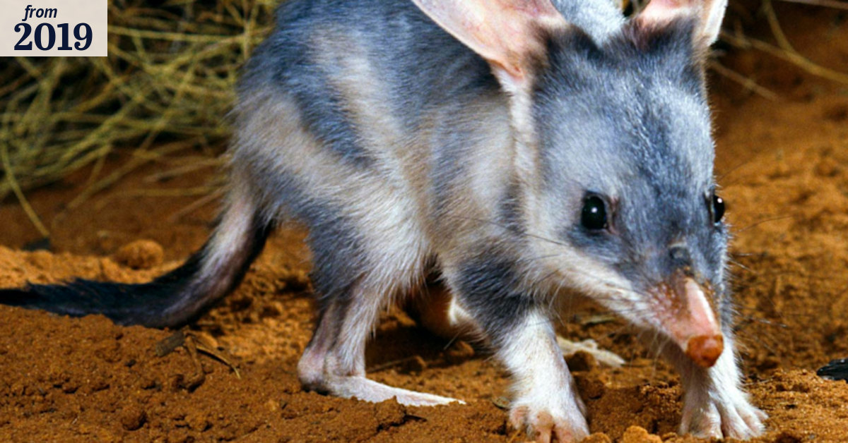 Bilbies hop into their new home just in time for Easter