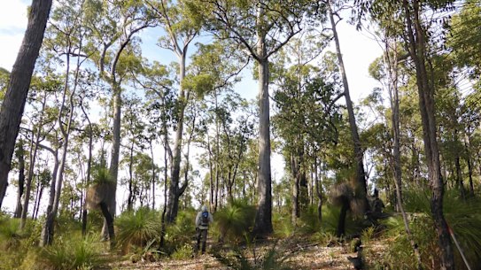 The permit application lodged over parts of the northern jarrah forest managed to slip past the environmental regulator.