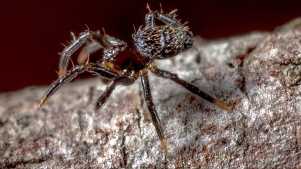 New tiny species of spider called Baalzebub, which means lord of the flies.