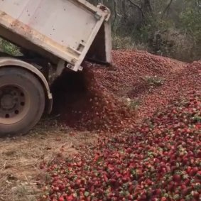 Tonnes of strawberries have been dumped by a farm at Donnybrook following the strawberry sabotage.