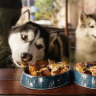 Our furry friends need to eat, too. 
