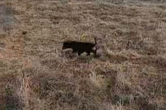 Valerie spotted in the wilds of Kangaroo Island earlier this month.