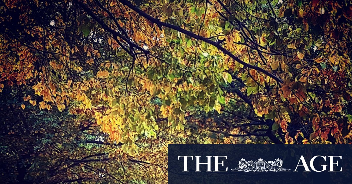 Force of nature: Why a walk in the park can do you the world of good - Vimarsana News