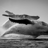 The ‘creme de la creme’ of humpback whale photos