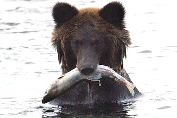 A brown bear catches a salmon in a river on the Shiretoko Peninsula in Hokkaido, northern Japan.