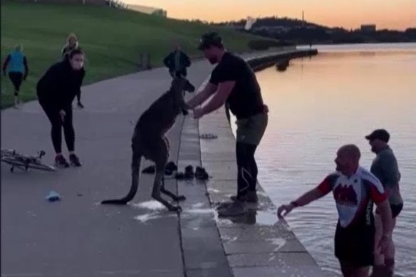 A kangaroo that was pulled from Lake Burley Griffin was later put down by ACT government veterinarians.