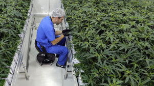 Marijuana plants growing at a facility in Baton Rouge, Louisiana.