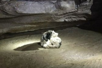 Abby the dog after Gerry Keene and his caving group spotted her deep inside a Missouri cave.