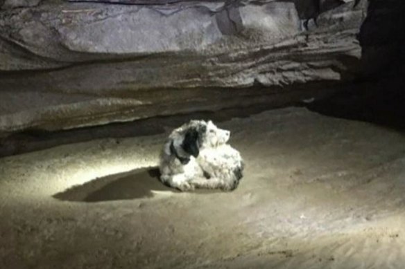 Köpek Abby, Gerry Keene ve mağaracı grubu onu Missouri mağarasının derinliklerinde gördükten sonra.