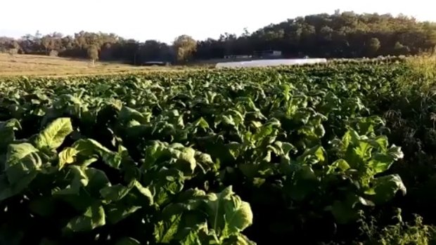 More than 53 acres of illegal tobacco seized by authorities after tip-offs led them to the fields south of Bundaberg.
