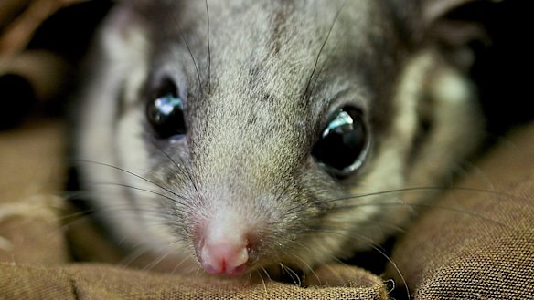 Victoria's fauna emblem, the Leadbeater's possum. 