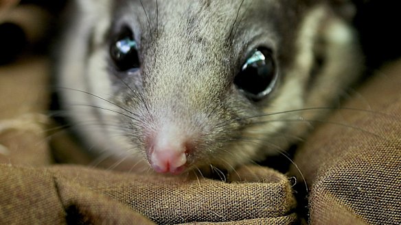 The Leadbeater's possum is the state's critically endangered emblem