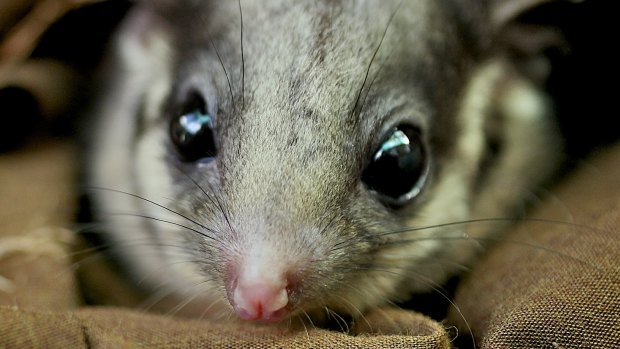 Victoria's fauna emblem, the Leadbeater's possum. 