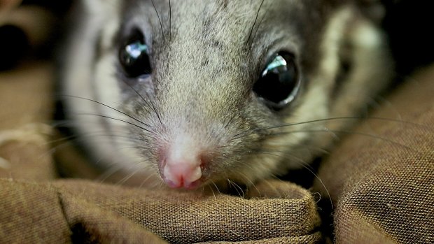 The Leadbeater's possum is the state's critically endangered emblem