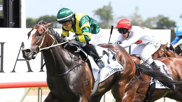 I'll drink to that: Kosciuszko favourite  Care To Think would be a popular winner with punters at the Pottsville Tavern. 
