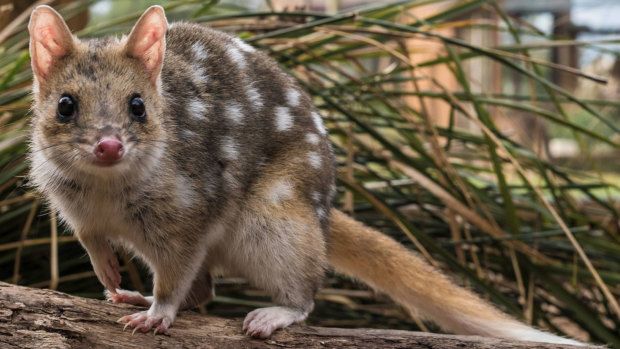 An eastern quoll in Booderee National Park, where the species has produced its first babies on the Australian mainland in more than 50 years.
