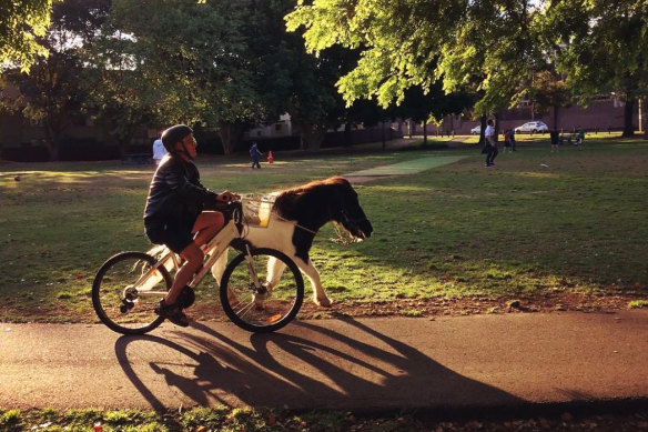 One of many unorthodox pets in Sydney, a pony that lives in the Inner West.