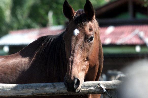 Bold Personality, one of the horses used as a ring in for Fine Cotton, enjoys retirement with a new name, Percy.