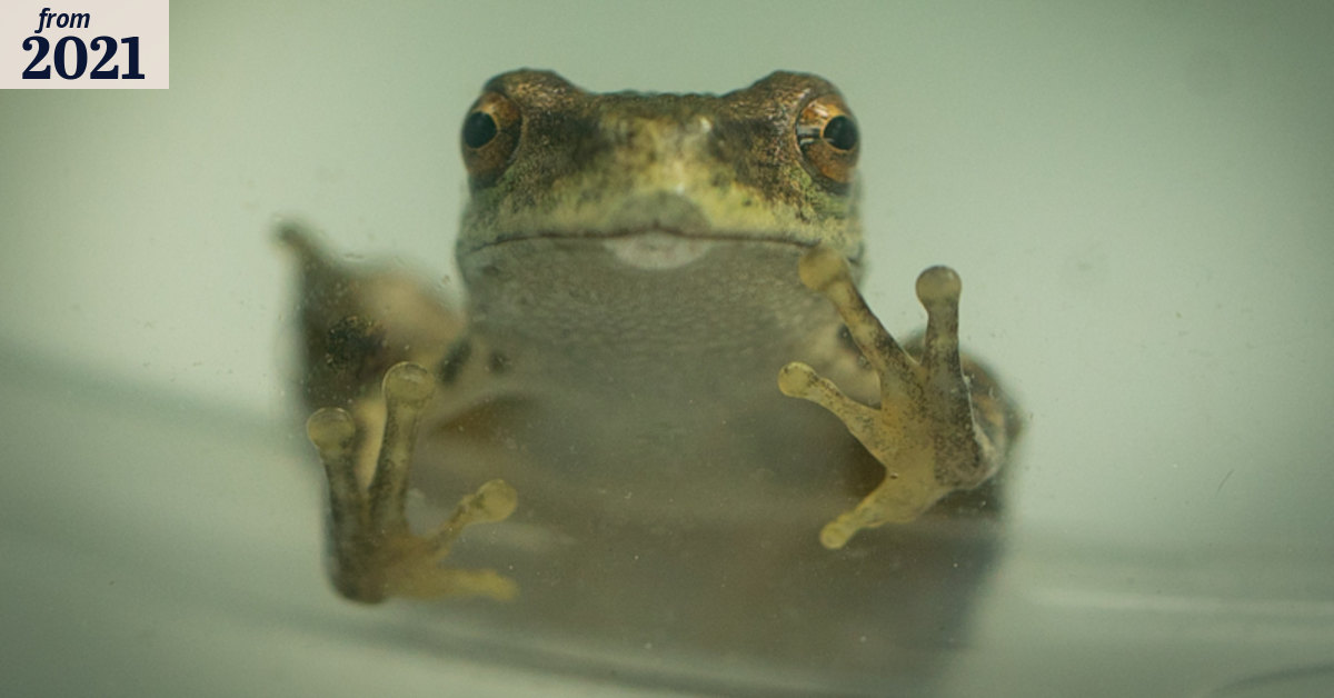 Decades-long’ quest starts to save endangered spotted tree frog